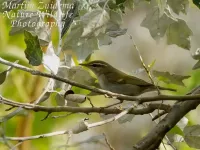 Noordse boszanger [Phylloscopus borealis]
